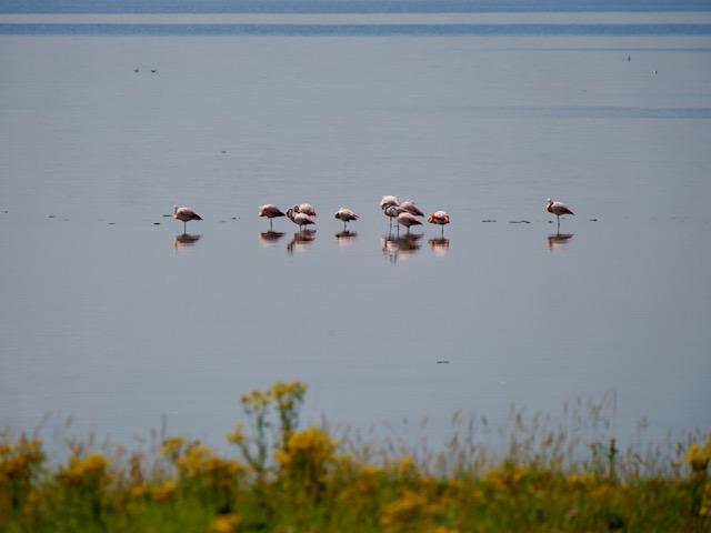 Flamingo's battenoordhaven