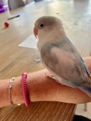 pip op mijn arm