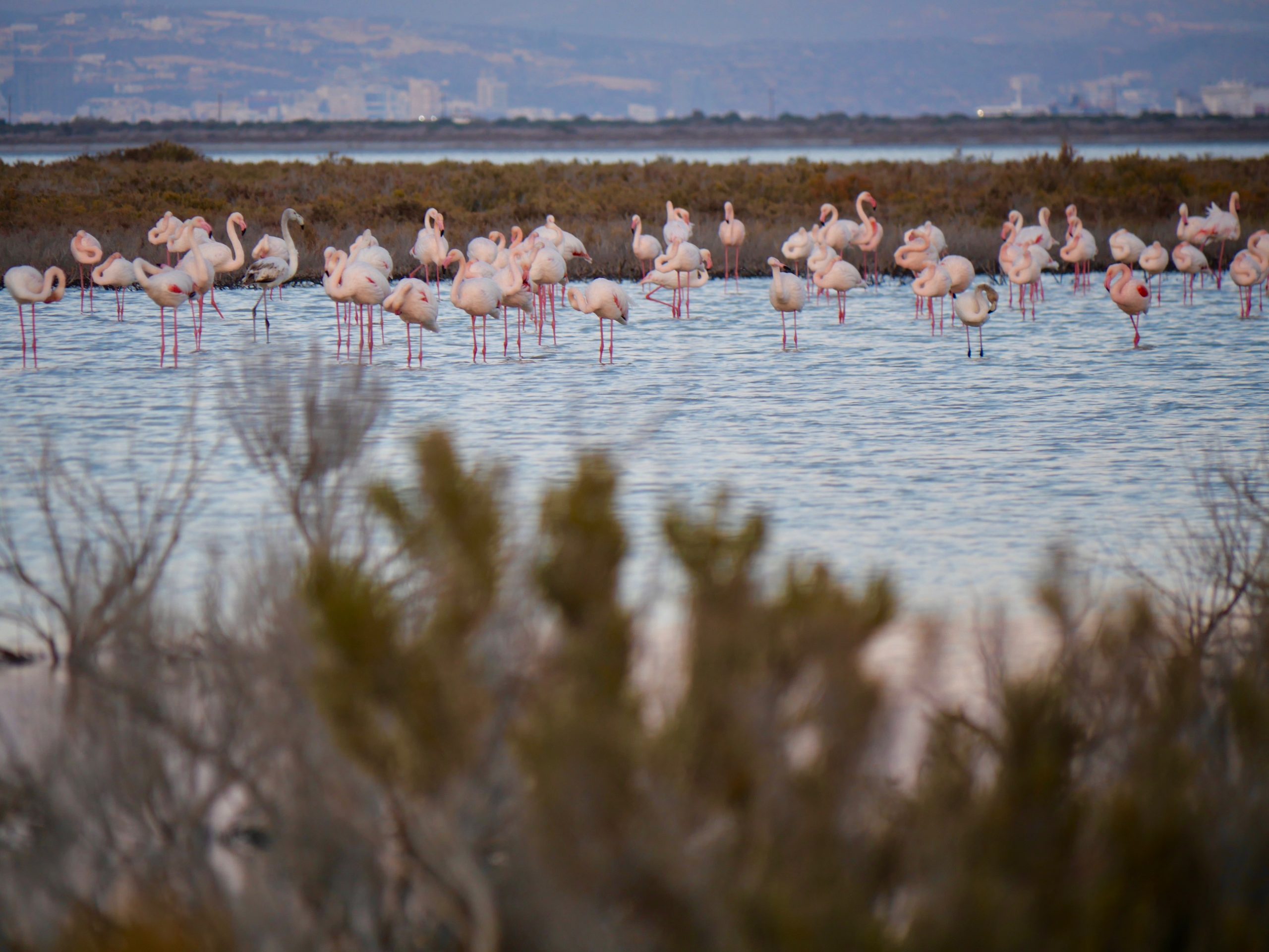 Flamingo's larnaca salt lake