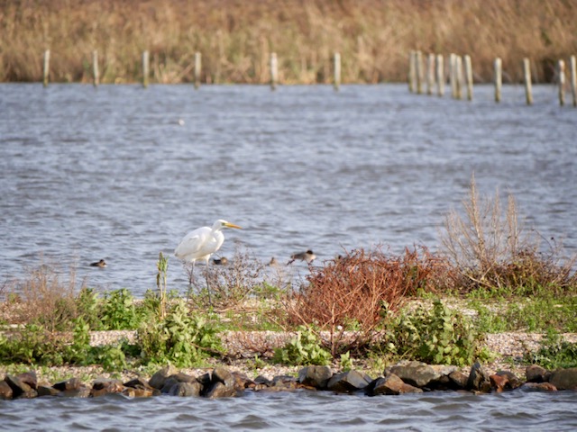 zilverreiger