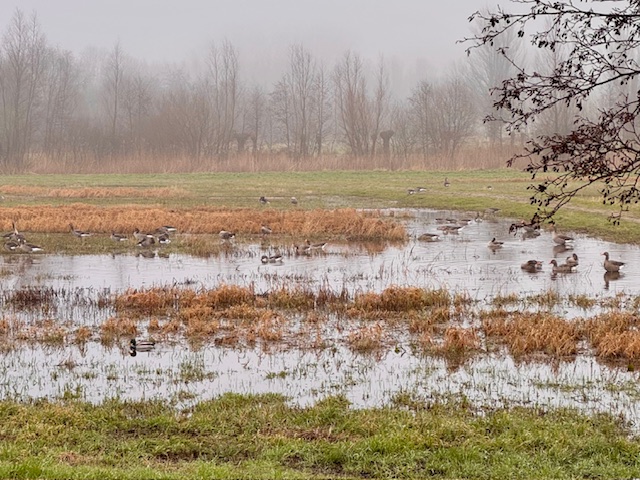 wetlands